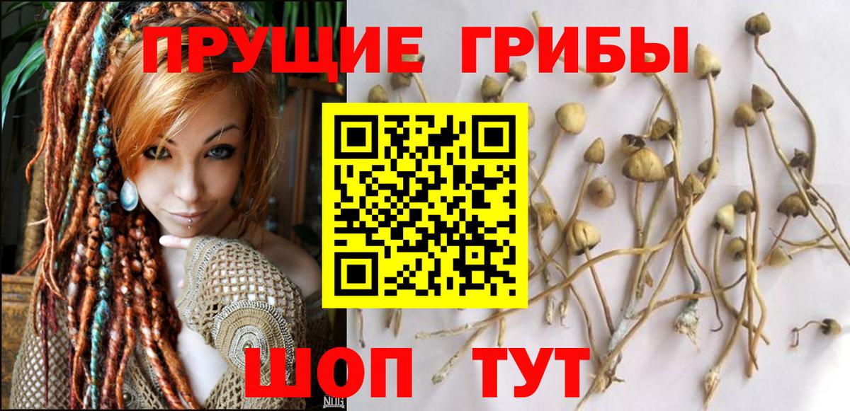 Сосновый Бор  Псилоцибиновые грибы ЛСД  Вход с VPN 